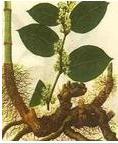  Resveratrol 