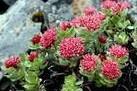 Rhodiola Rosea Extract