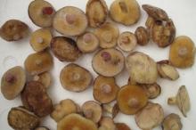 IQF Suillus Luteus