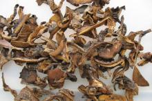 Drid Suillus granulatus strips
