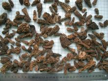 Dried Morchella Esculenta