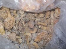 Frozen Morchella Esculenta