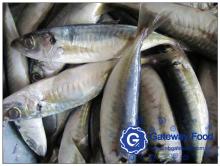 Frozen Horse Mackerel (Trachurus  japonicus )
