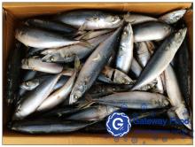  frozen   mackerel  ( scomber  japnicous )