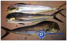 Frozen Mahi Mahi WR (Corvphaena hippurus)