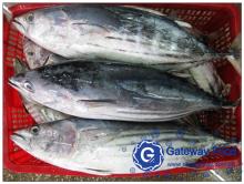  Frozen   Skipjack  Tuna(Katsuwonus Pelamis)