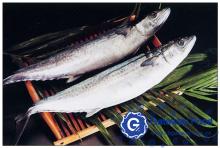 Frozen Spanish Mackerel( Scomberomorus   Niphonius )