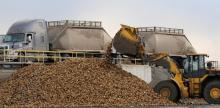  sugar   beet  seeds