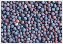 Quality  Canola   Seeds 
