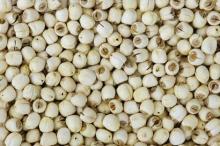  Lotus   Seed 