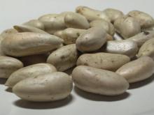  Jackfruit  Seeds
