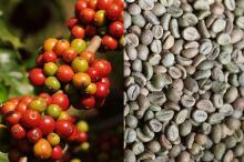 Green  Arabica  and  Robusta   Coffee  Beans