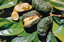 Kola  Nut