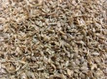 Carrot Seed