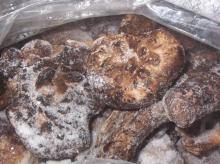  Frozen  Sarcodon Aspratus