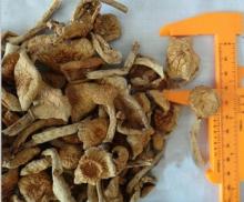 Dried Cantharellus Cibarius