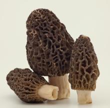 WHITE MOREL/ MORCHELLA DELICIOSA