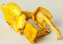  Fresh  CHANTERELLE