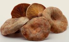 SAFFRON MILKCAP / LACTARIUS DELICIOSUS