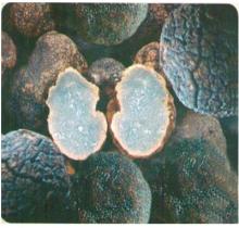 Truffle