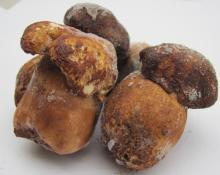 Boletus edulis