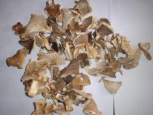 Dried Pleurotus