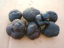 Frozen /fresh Black Truffles