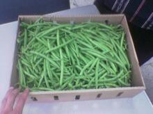 Fresh green beans