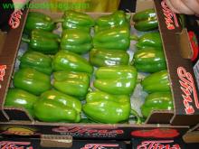Capsicum