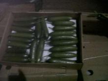 Cucumber