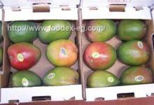 Fresh mango