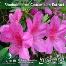 Dahurian Rhododendron Extract