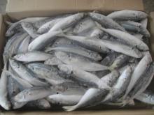 fresh sea frozen horse mackerel