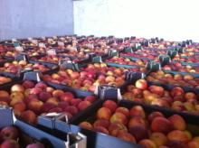 Fresh Apple / Idared Apple