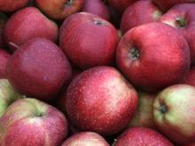  Jonagold   Apple 