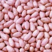 Bold Pea Nut