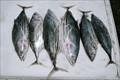 Skipjack Tuna whole round