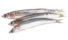Anchovy