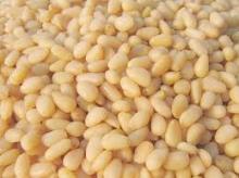 quality pine nuts for sale