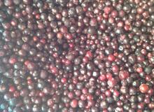 IQF black currant
