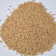 Milling Wheat
