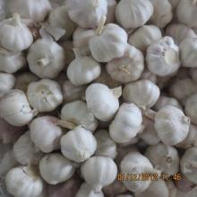 2020 Pure White Garlic