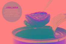 Canned Seafood Abalone