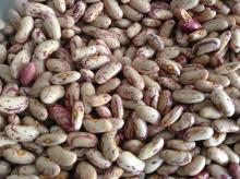  Long   Shape  Light Speckled Kidney Beans, 180-200PCS
