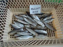 Fresh Frozen Grey Mullet