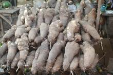 FRESH AFRICAN YAM TUBERS AVAILABLE