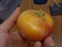 Yellow Onion