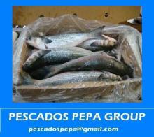 GREY MULLET