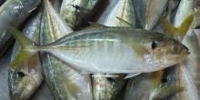 yellowtail round scad/Muroaji