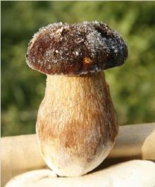 fresh porcini  mushrooms ( boletus   edulis )